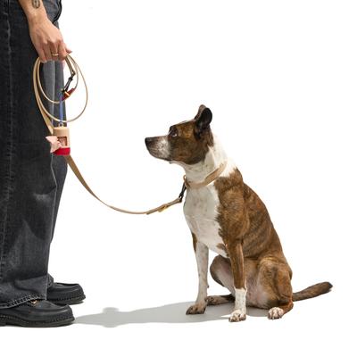 Show full view: Wild One Adjustable Waterproof Flex-Poly Coated Nylon Leash, Tan, Standard: 5.5-ft long, 3/4-in wide slide 3 of 8