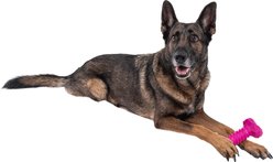 Chews Hues Short Bone Squeaker TPR Dog Toy, Pink slide 2 of 7