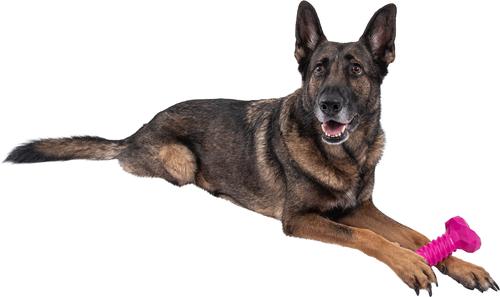 Show full view: Chews Hues Short Bone Squeaker TPR Dog Toy, Pink slide 5 of 7