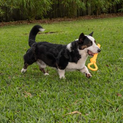 Show full view: Chews Hues Loop & Knot Squeaker TPR Dog Toy, Yellow slide 4 of 7