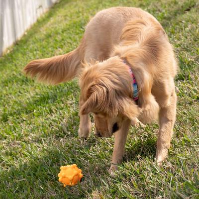 Show full view: Chews Hues Pentagon Ball Squeaker TPR Dog Toy, Yellow slide 4 of 5