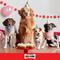 Show in main carousel: Milk-Bone Extra-Large Dipped CELEBRATE! Crunchy Dog Treats, 2.9-oz pouch slide 8 of 12