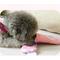 Show in main carousel: EYS Hide-and-Seek Ice Lolly Plush Puzzle Interactive Dog Toy slide 4 of 7