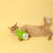 Show in main carousel: EYS Hide-and-Seek Cabbage Plush Puzzle Interactive Dog Toy slide 6 of 10