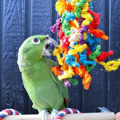 Show full view: Hari Smart Play Preening Block Bird Toy slide 3 of 6