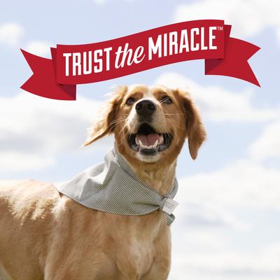 Show full view: Nature's Miracle Dog Urine Destroyer Plus Enzymatic Stain Remover Foam Aerosol Spray, 17.5-fl oz bottle slide 8 of 12