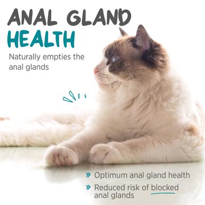 Show full view: maxxipaws maxxiscoot Pumpkin Flavored Anal Gland & Digestive Health Support Powder Supplement for Cats, 3.2-oz jar slide 4 of 10