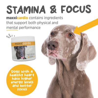 Show full view: maxxipaws maxxicardio Heart & Cardiovascular Powder Supplement for Dogs, 5.3-oz jar slide 5 of 10
