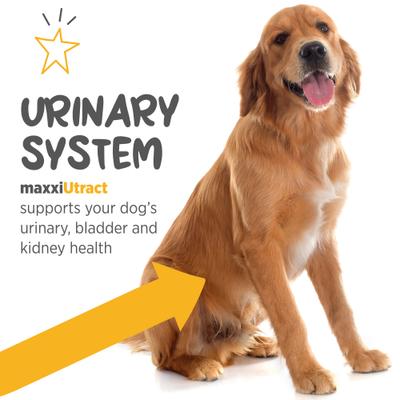 Show full view: maxxipaws maxxiUtract Urinary & Bladder Support Powder Supplement for Dogs, 5.3-oz jar slide 5 of 10