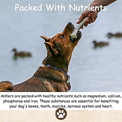 Top Dog Chews Elk Antler Split Dog Treats, Large, case of 2 slide 2 of 6