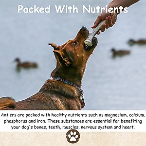 Top Dog Chews Large Antler Dog Treat, 6-9 inch