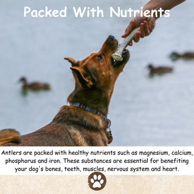 Show full view: Top Dog Chews Premium Large Antler Variety Pack Dog Treats, 1-lb bag slide 4 of 11