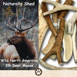 Top Dog Chews Premium Whitetail Deer Large Antler Dog Treat, 1 count slide 2 of 5