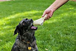 Top Dog Chews 10-12" Elk Antler Dog Treat slide 2 of 6