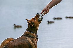 Top Dog Chews X-Large Antler Dog Chew, 1 count slide 2 of 5