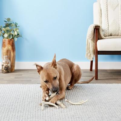 Show full view: Top Dog Chews Premium Large Antler Variety Pack Dog Treats, 1-lb bag slide 7 of 11