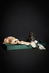 Noah & Paw Machine Washable Orthopedic Sofa Dog Bed, Dark Green, 55 x 45 x 9.5-in slide 2 of 7