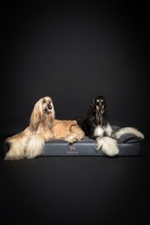 Noah & Paw Machine Washable Orthopedic Sofa Dog Bed, Charcoal, XX-Large slide 2 of 8