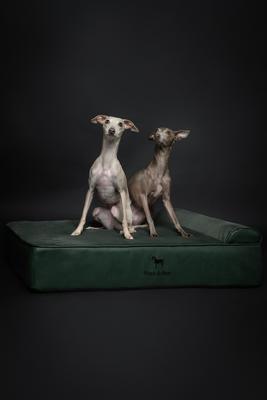 Show full view: Noah & Paw Machine Washable Orthopedic Sofa Dog Bed, Green, 35 x 25 x 8.7-in slide 6 of 8