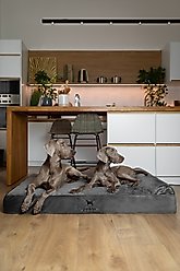 Noah & Paw Machine Washable Orthopedic Sofa Dog Bed, Grey, 55 x 45 x 9.5-in slide 2 of 7