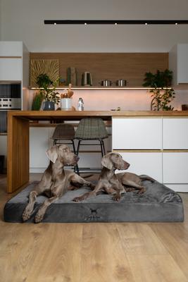 Show full view: Noah & Paw Machine Washable Orthopedic Sofa Dog Bed, Grey, 55 x 45 x 9.5-in slide 6 of 8