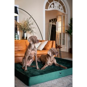 Noah & Paw Machine Washable Orthopedic Sofa Dog Bed, Dark Green, 55 x 45 x 9.5-in