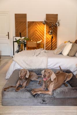 Show full view: Noah & Paw Machine Washable Orthopedic Classic Dog Bed, Grey, XX-Large slide 5 of 8