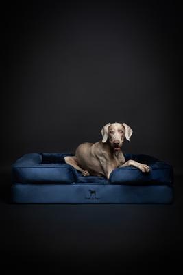 Show full view: Noah & Paw Machine Washable Orthopedic Sofa Dog Bed, Navy Blue, 45 x 35 x 11-in slide 3 of 8