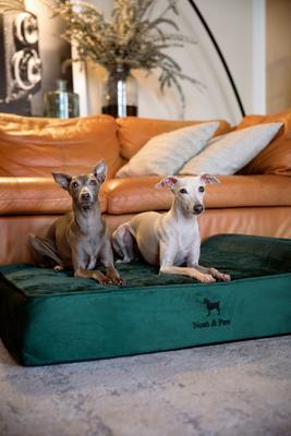 Show full view: Noah & Paw Machine Washable Orthopedic Sofa Dog Bed, Dark Green, 35 x 25 x 8.7-in slide 6 of 9