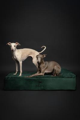 Show full view: Noah & Paw Machine Washable Orthopedic Sofa Dog Bed, Dark Green, 35 x 25 x 8.7-in slide 7 of 9