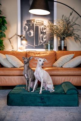 Show full view: Noah & Paw Machine Washable Orthopedic Sofa Dog Bed, Dark Green, 35 x 25 x 8.7-in slide 2 of 9