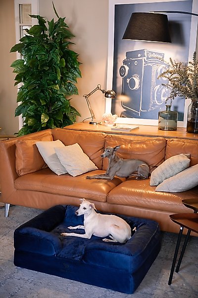 Noah & Paw Velvet Collection Orthopedic Dog Bed