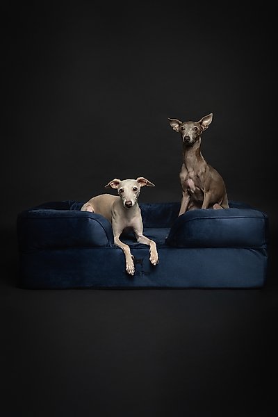 Noah & Paw Velvet Collection Orthopedic Dog Bed