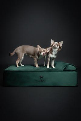 Show full view: Noah & Paw Machine Washable Orthopedic Sofa Dog Bed, Dark Green, 28 x 23 x 7.5-in slide 7 of 10