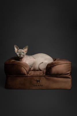 Show full view: Noah & Paw Machine Washable Orthopedic Sofa Dog Bed, Brown, 20 x 15 x 8-in slide 5 of 9