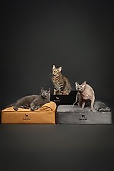 Noah & Paw Machine Washable Orthopedic Sofa Dog Bed, Grey, 20 x 15 x 6.5-in slide 2 of 5