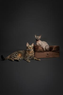 Show full view: Noah & Paw Machine Washable Orthopedic Sofa Dog Bed, Brown, 20 x 15 x 8-in slide 3 of 9