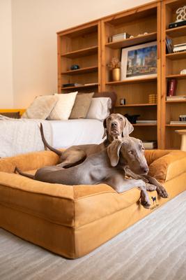 Noah & Paw Machine Washable Orthopedic Classic Dog Bed, Camel, XX-Large