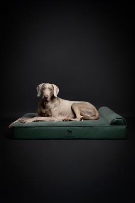 Show full view: Noah & Paw Machine Washable Orthopedic Sofa Dog Bed, Green, 45 x 35 x 9.1-in slide 5 of 9