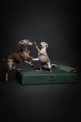 Show full view: Noah & Paw Machine Washable Orthopedic Sofa Dog Bed, Green, 35 x 25 x 8.7-in slide 7 of 8