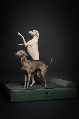 Show full view: Noah & Paw Machine Washable Orthopedic Sofa Dog Bed, Green, 35 x 25 x 8.7-in slide 3 of 8