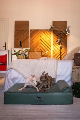 Show full view: Noah & Paw Machine Washable Orthopedic Sofa Dog Bed, Green, 35 x 25 x 8.7-in slide 2 of 8