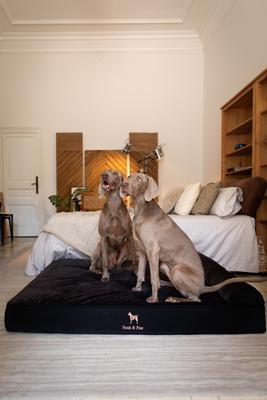 Show full view: Noah & Paw Machine Washable Orthopedic Sofa Dog Bed, Black, 55 x 45 x 9.5-in slide 3 of 9