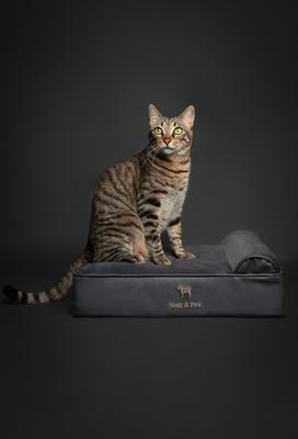 Show full view: Noah & Paw Machine Washable Orthopedic Sofa Dog Bed, Charcoal, 20 x 15 x 6.5-in slide 2 of 7