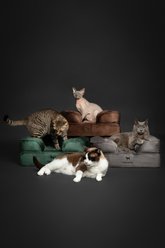 Noah & Paw Machine Washable Orthopedic Classic Dog Bed, Black, Small slide 2 of 8