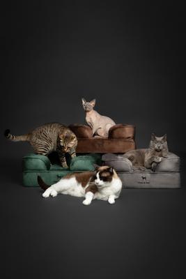 Show full view: Noah & Paw Machine Washable Orthopedic Sofa Dog Bed, Black, 20 x 15 x 8-in slide 6 of 9