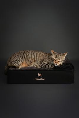 Show full view: Noah & Paw Machine Washable Orthopedic Sofa Dog Bed, Black, 20 x 15 x 6.5-in slide 2 of 6