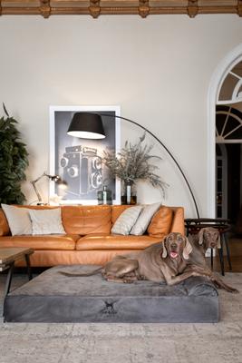 Show full view: Noah & Paw Machine Washable Orthopedic Sofa Dog Bed, Grey, 55 x 45 x 9.5-in slide 3 of 8