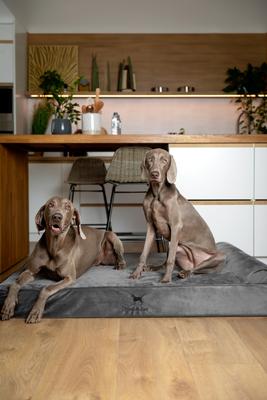 Show full view: Noah & Paw Machine Washable Orthopedic Sofa Dog Bed, Grey, 55 x 45 x 9.5-in slide 2 of 8