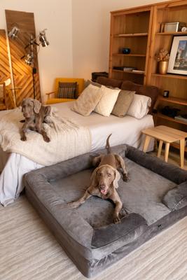 Show full view: Noah & Paw Machine Washable Orthopedic Classic Dog Bed, Grey, XX-Large slide 7 of 8